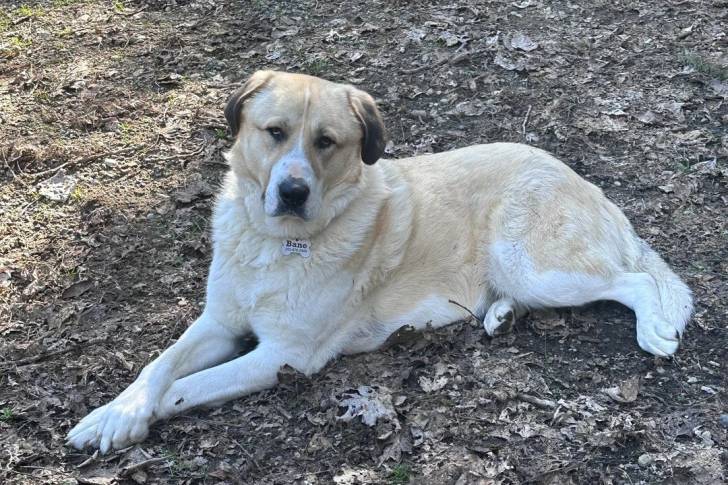 Un German Anatolian Shepherd allongé sur un sol jonchés de feuilles mortes et portant un collier autour du cou