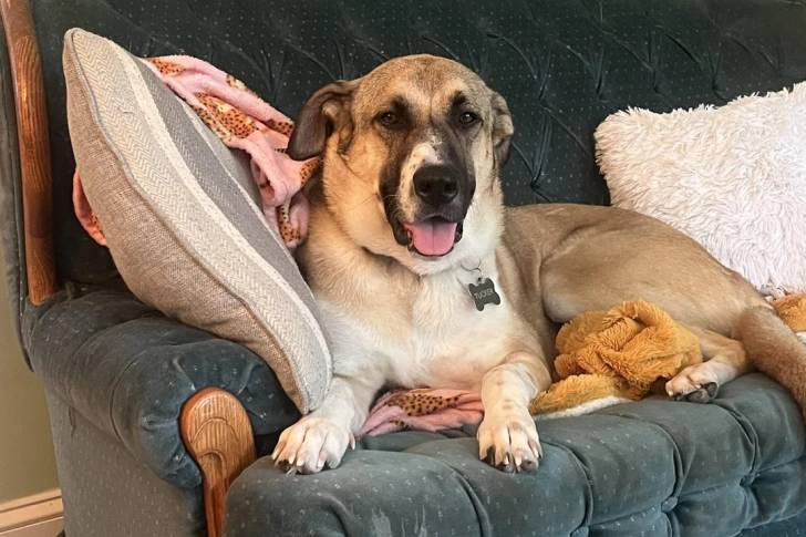 Un German Anatolian Shepherd tirant la langue et portant un collier autour du cou