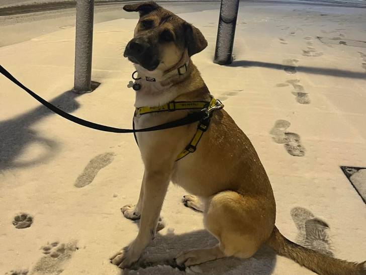 Un German Anatolian Shepherd assis sur une surface enneigée et qui est tenu en laisse 