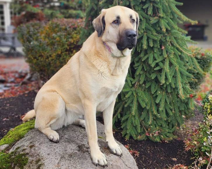 Un German Anatolian Shepherd assis sur une pierre et portant un collier autour du cou