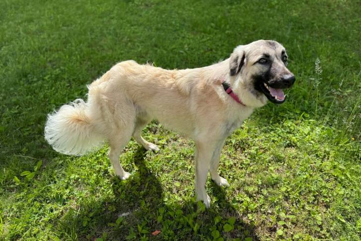 Un German Anatolian Shepherd sur une surface herbacée et portant un collier autour du ciu