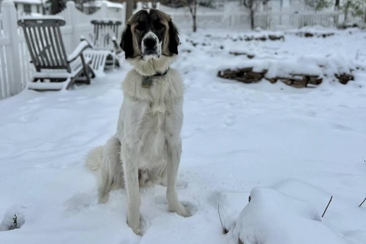 Un German Anatolian Shepherd assis sur une surface enneigée et portant un collier autour du cou