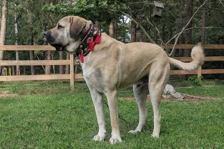 Un German Anatolian Shepherd sur une surface gazonnée et portant un collier autour du cou