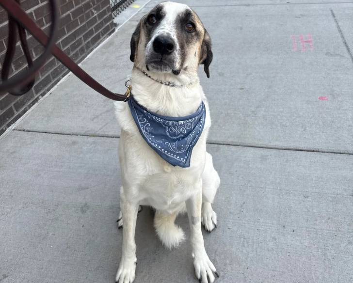 Un German Anatolian Shepherd assis sur une surface bétonnée et qui est tenu en laisse 