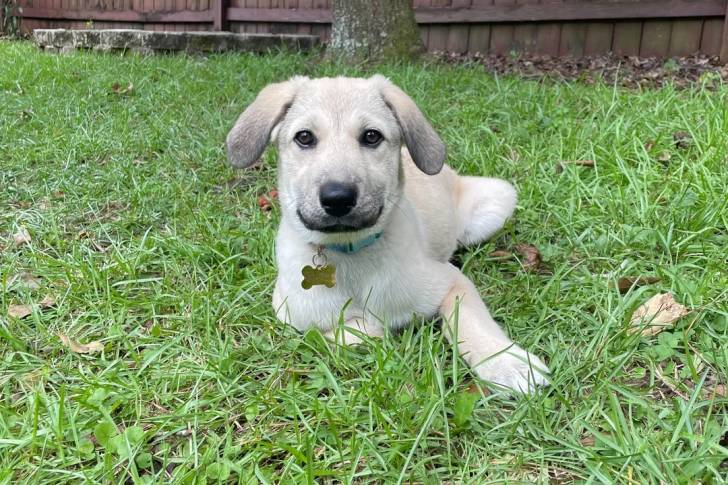 Un German Anatolian Shepherd allongé sur une surface gazonnée et portant un collier autour du cou