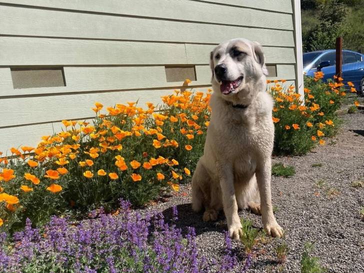 Un German Anatolian Shepherd assis sur des gravillons et portant un collier autour du cou