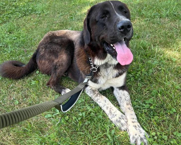 Un German Anatolian Shepherd ayant la langue pendante et qui est tenu en laisse
