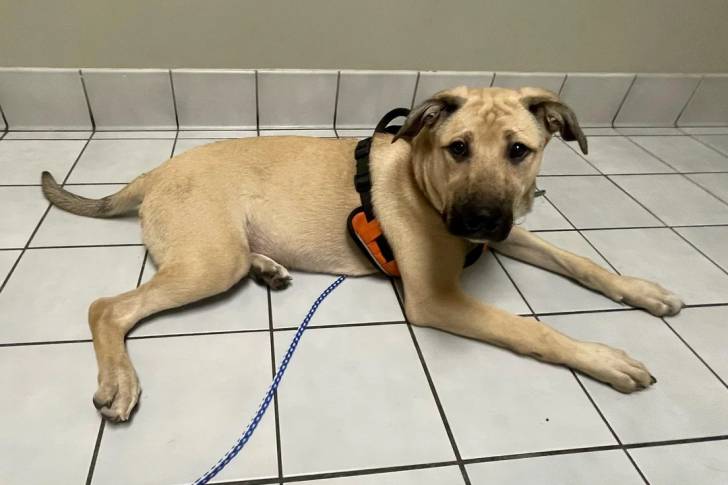 Un German Anatolian Shepherd allongé sur un sol carrelé et qui est tenu en laisse 