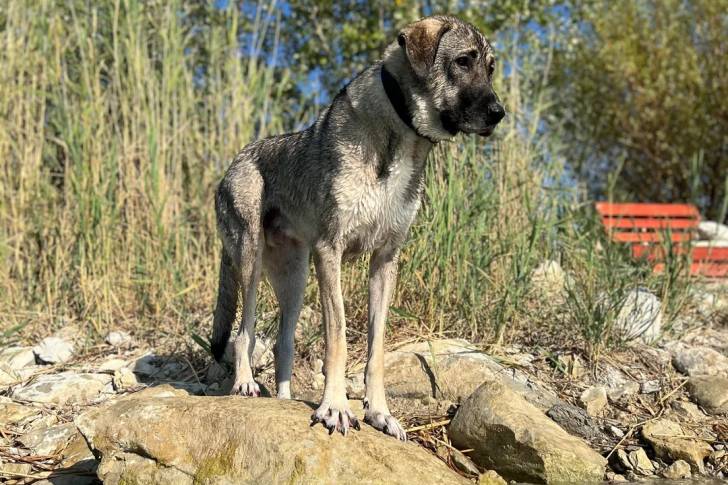 Un German Anatolian Shepherd sur une pierre et portant un collier autour du cou