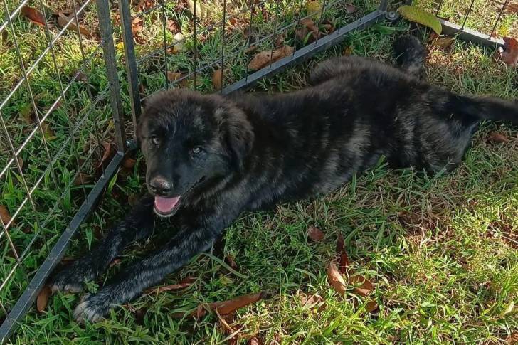 Un German Anatolian Shepherd allongé sur une surface gazonnée et ayant la gueule ouverte 