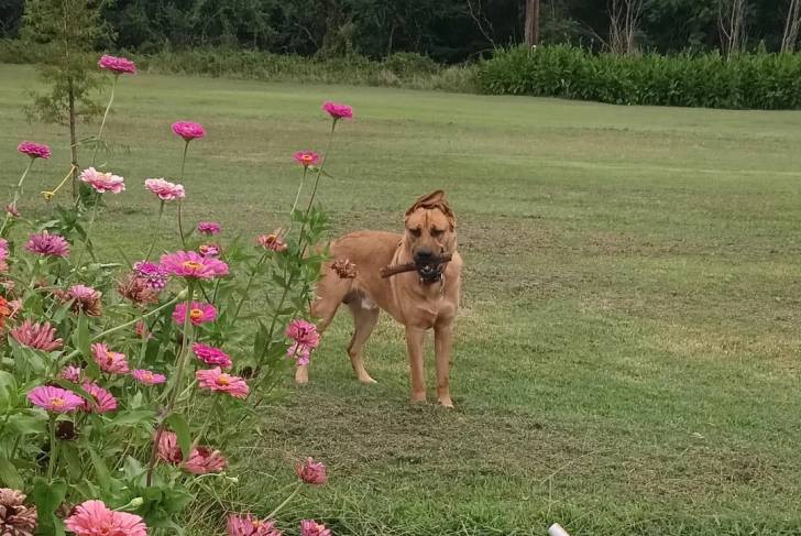 Un German Anatolian Shepherd sur une surface gazonnée et ayant un bâton dans sa gueule 