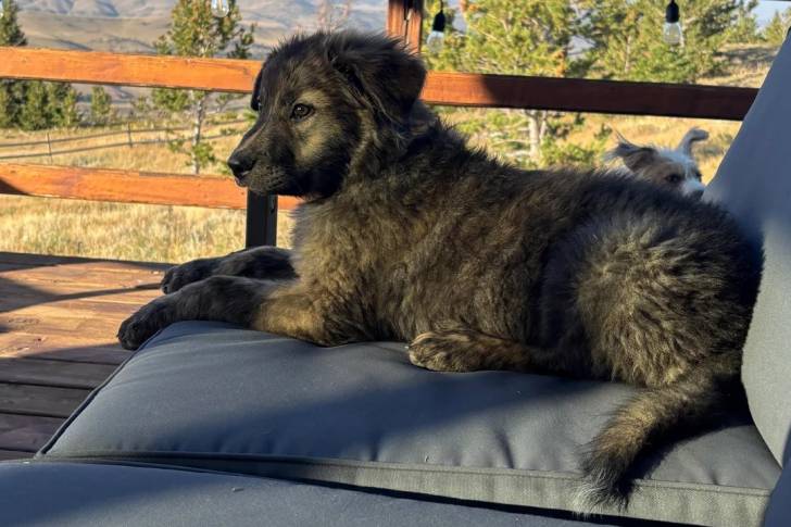 Un German Anatolian Shepherd allongé sur un canapé et semblant détendu