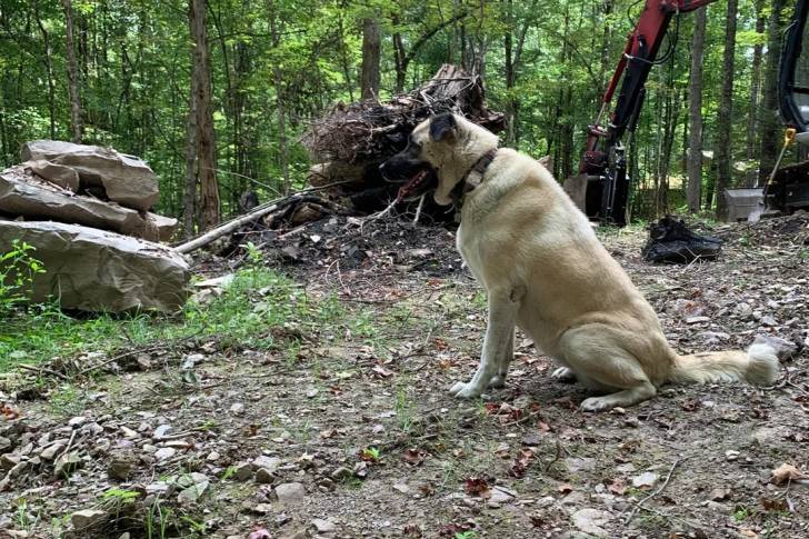 Un German Anatolian Shepherd assis sur un terrain herbeux et portant un collier autour du cou