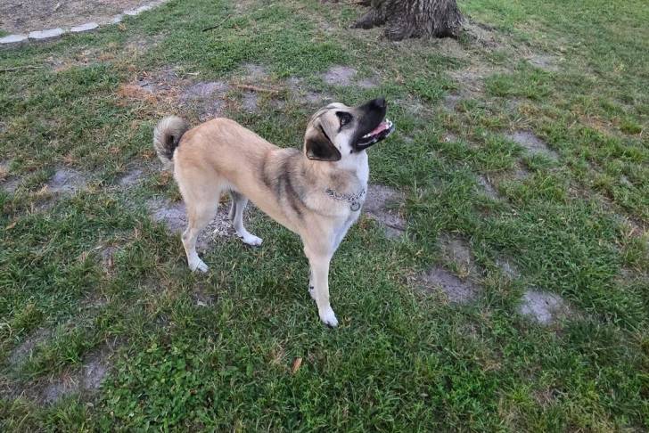 Un German Anatolian Shepherd sur une surface herbacée et portant un collier autour du cou