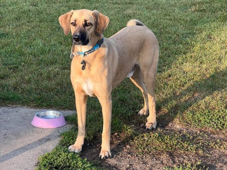 Un German Anatolian Shepherd sur une surface herbacée et portant un collier autour du cou