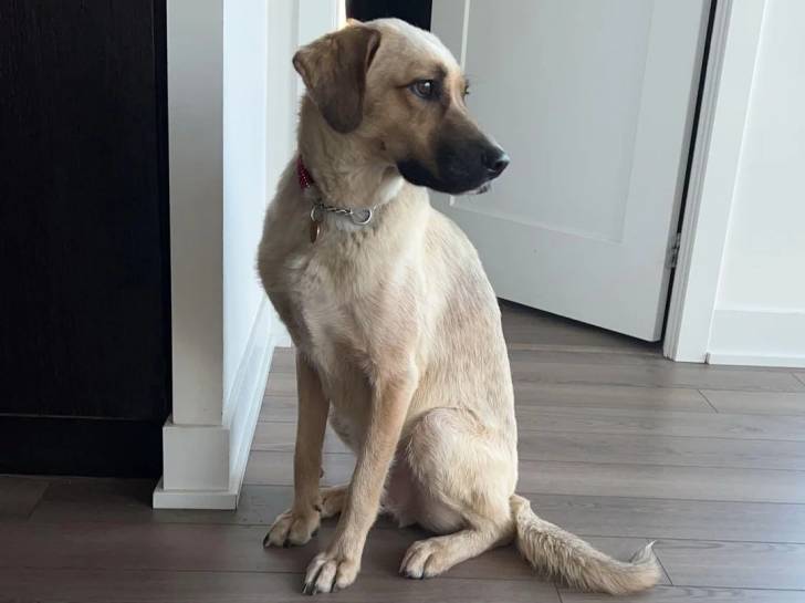 Un German Anatolian Shepherd assis sur un plancher et portant un collier autour du cou