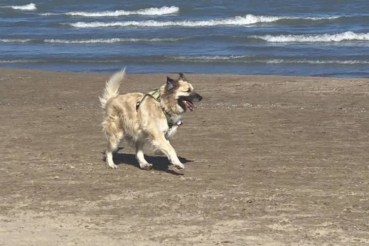 Un German Anatolian Shepherd sur une surface sableuse et portant un harnais 