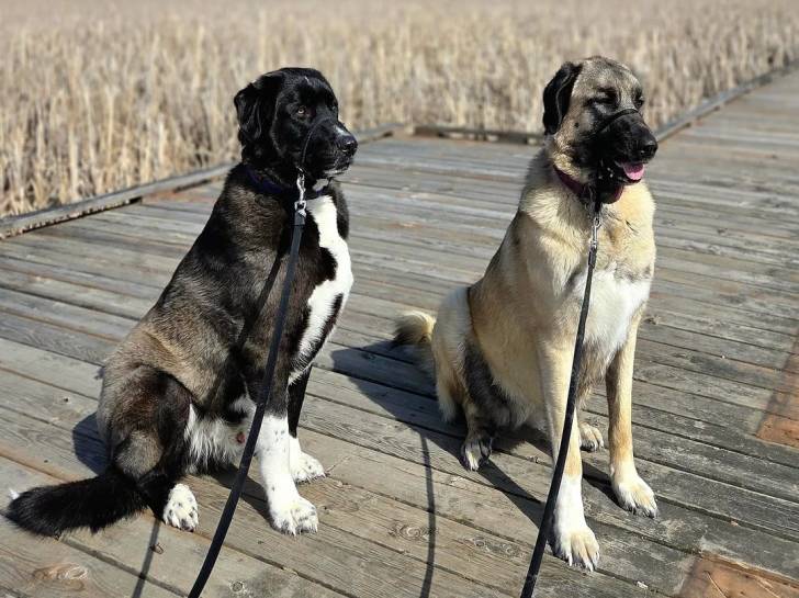 Deux German Anatolian Shepherd assis sur un ponton en bois et qui est tenu en laisse