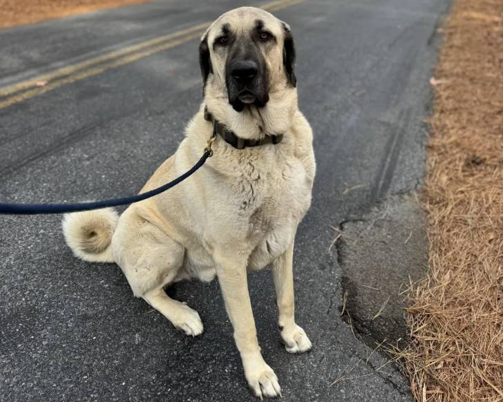 Un German Anatolian Shepherd assis sur une route et qui est tenu en laisse