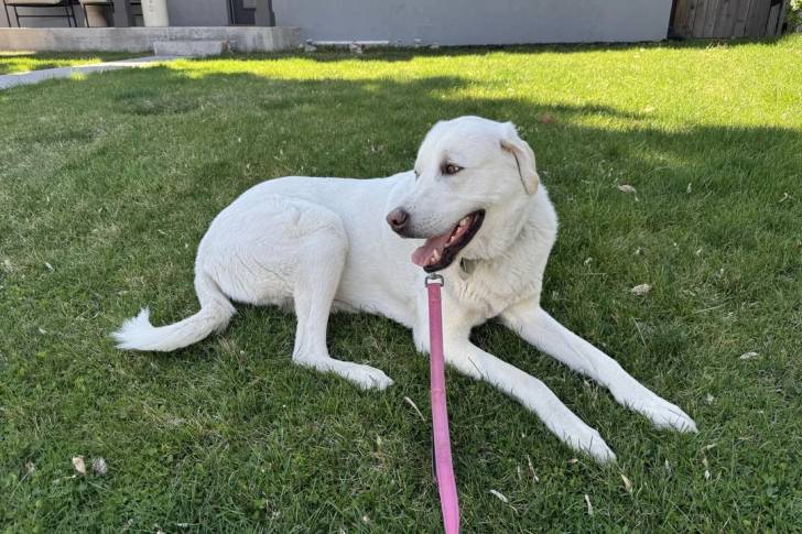 Un German Anatolian Shepherd sur une surface gazonnée et qui et qui est tenu laisse