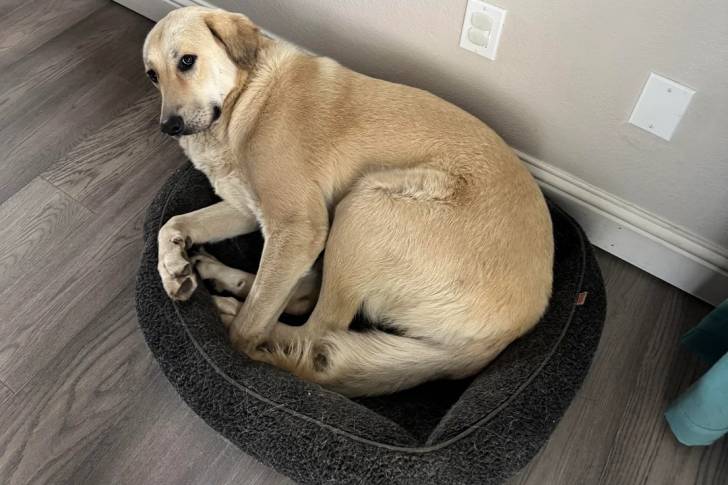 Un German Anatolian Shepherd allongé dans un panier 