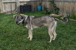Un German Anatolian Shepherd sur une surface gazonnée 