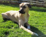 Un German Anatolian Shepherd allongé sur une surface gazonnée 