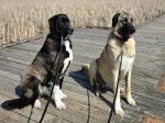 Deux German Anatolian Shepherd assis sur un ponton en bois et qui sont tenus en laisse