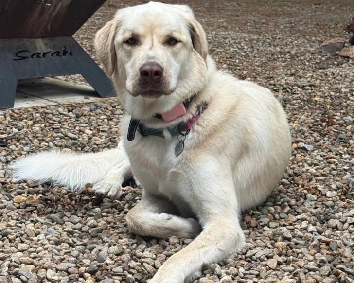 Un German Anatolian Shepherd allongé sur des gravillons et portant un collier autour du cou