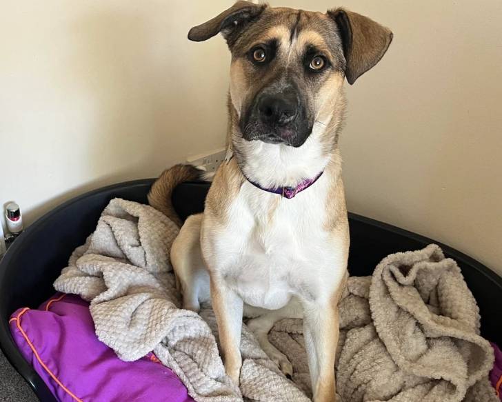 Un German Anatolian Shepherd assis dans un panier et portant un collier autour du cou