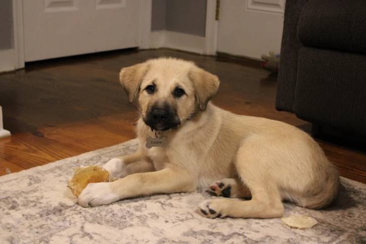 Un German Anatolian Shepherd allongé sur un tapis et portant un collier autour du cou