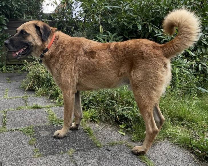Un German Anatolian Shepherd sur un sol pavé et portant un collier autour du cou