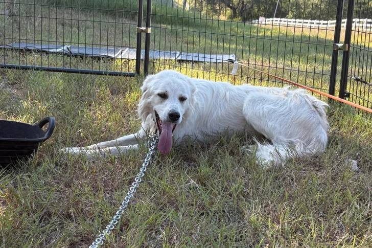 Un German Anatolian Shepherd ayant la langue pendante et qui est tenu en laisse 