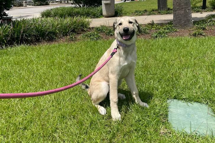 Un German Anatolian Shepherd assis sur une surface gazonnée et qui est tenu en laisse 