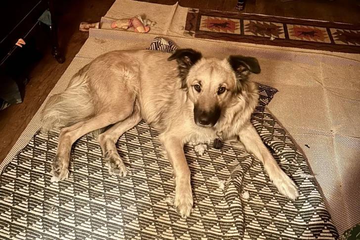 Un German Anatolian Shepherd allongé sur un tapis et portant un collier autour du cou