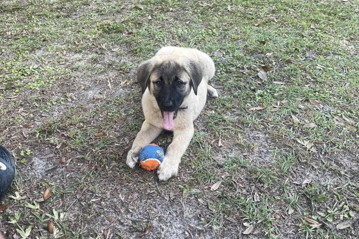Un German Anatolian Shepherd ayant la langue pendante et regardant vers la caméra
