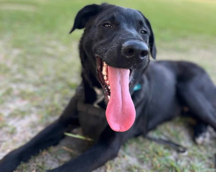 Un German Anatolian Shepherd allongé sur une surface herbacée et ayant la langue pendante 