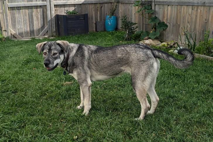 Un German Anatolian Shepherd sur une surface gazonnée 