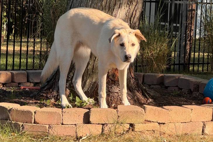 Un German Anatolian Shepherd au pied d’un arbre dans un jardin clôturé