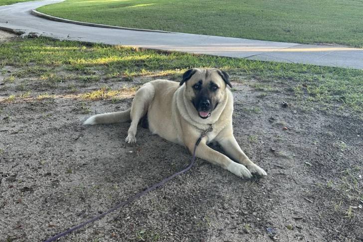 Un German Anatolian Shepherd regardant vers la caméra et qui est tenu en laisse 