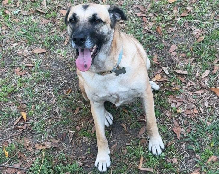Un German Anatolian Shepherd assis sur un terrain herbeux tirant la langue et portant un collier autour du cou
