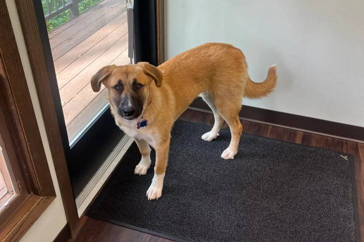 Un German Anatolian Shepherd sur un tapis et portant un collier autour du cou