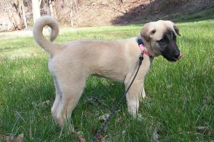 Un German Anatolian Shepherd sur un terrain herbeux et qui est tenu en laisse 
