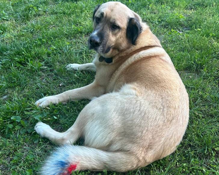 Un German Anatolian Shepherd allongé sur un terrain herbeux et portant un collier autour du cou
