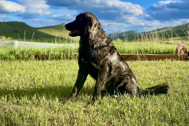 Un German Anatolian Shepherd assis sur une surface gazonnée 