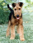 Danzy - Airedale Terrier M&acirc;le (3 ans)