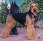 Airedale Terrier - Airedale Terrier