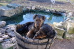airedale terrier 2mois et demi - Airedale Terrier