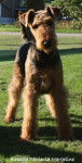 Airedale Terrier Géraldine - Airedale Terrier