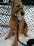 Scooby un beau Airedale Terrier de 5 ans - Airedale Terrier (5 ans)